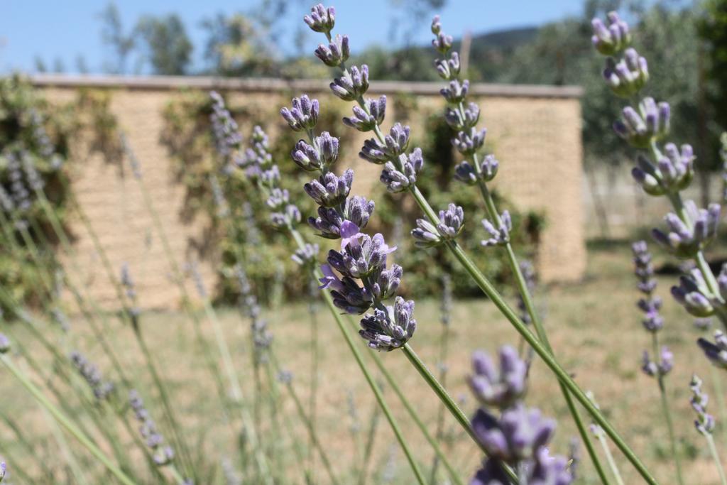 טואורו סול טראסימנו Il Piratello - Agriturismo Baldeschi מראה חיצוני תמונה